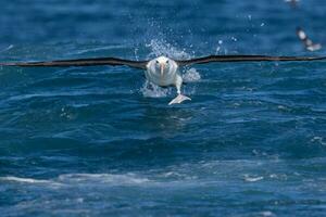 zwarte wenkbrauwen albatros in australasia foto