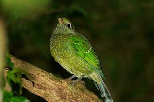 groen katvogel in Australië foto