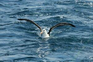 zwarte wenkbrauwen albatros in australasia foto