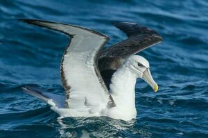 witgekapt mollymawk albatros foto