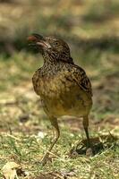 western prieelvogel in Australië foto