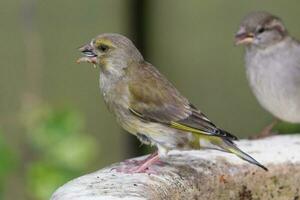 Europese groenling vogel foto