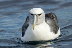 witgekapt mollymawk albatros foto