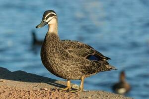 Pacific zwarte eend foto