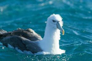 witgekapt mollymawk albatros foto