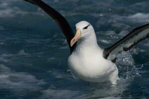 zwarte wenkbrauwen albatros in australasia foto