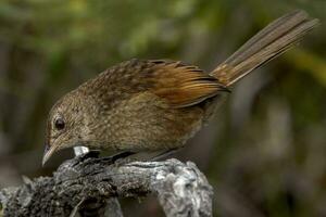 western borstelvogel in Australië foto