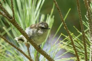 grijs grasmus gerygone van nieuw Zeeland foto