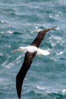 noordelijke koninklijke albatros foto