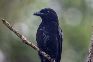 spangled drongo in Australië foto