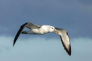 witgekapt mollymawk albatros foto