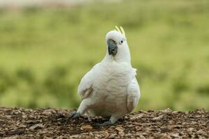 met zwavel kuif kaketoe in Australië foto