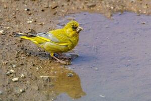 Europese groenling vogel foto