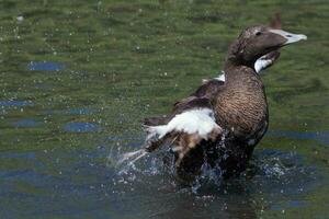 gemeenschappelijk eider in Engeland foto