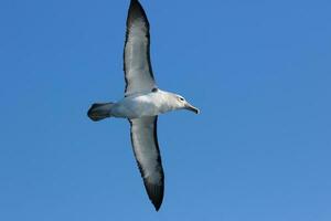 salvin's mollymawk albatros foto