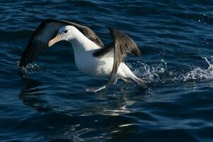 zwarte wenkbrauwen albatros in australasia foto