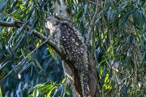 Papoea kikkerbek in Australië foto