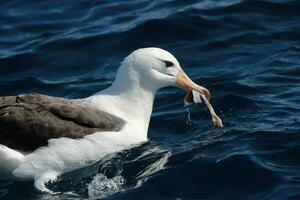 zwarte wenkbrauwen albatros in australasia foto