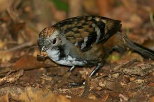 Australisch logrunner in Australië foto