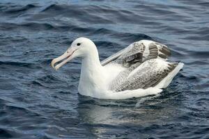 zuidelijk Koninklijk albatros in australasia foto