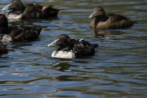 gemeenschappelijk eider in Engeland foto