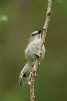 grijs grasmus gerygone van nieuw Zeeland foto