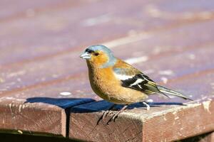 gemeenschappelijk vink vogel foto