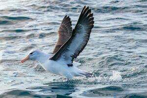 zwarte wenkbrauwen albatros in australasia foto