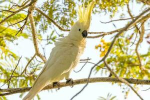 met zwavel kuif kaketoe in Australië foto