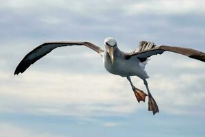 salvin's mollymawk albatros foto