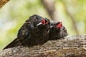 witvleugelig chough in Australië foto