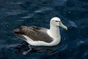 witgekapt mollymawk albatros foto