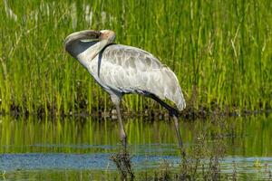 brolga kraan in Australië foto