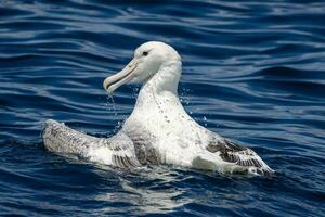 zuidelijk Koninklijk albatros in australasia foto