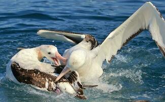 gibson zwervend albatros in nieuw Zeeland foto