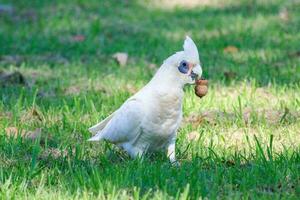 weinig corella in Australië foto