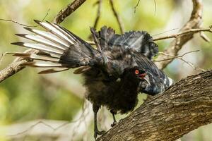 witvleugelig chough in Australië foto