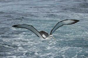 witgekapt mollymawk albatros foto