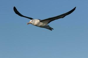 zwarte wenkbrauwen albatros in australasia foto