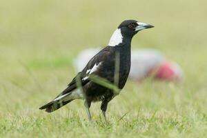 Australisch ekster in Australië foto