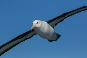 zwarte wenkbrauwen albatros in australasia foto