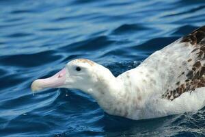 antipodisch albatros in australasia foto