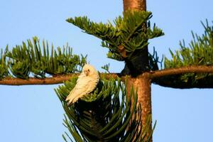 weinig corella in Australië foto