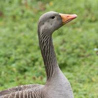 grauwe gans in australasia foto