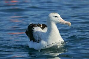 gibson zwervend albatros in nieuw Zeeland foto