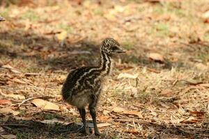 emoe endemisch vogel van Australië foto