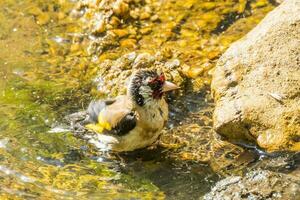 Europese distelvink vogel foto