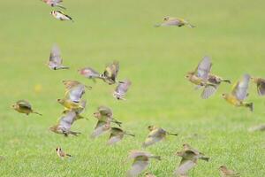 Europese groenling vogel foto