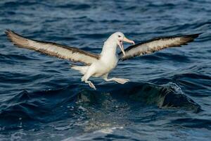 zwarte wenkbrauwen albatros in australasia foto