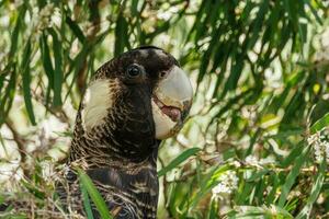 van carnaby zwart kaketoe in Australië foto